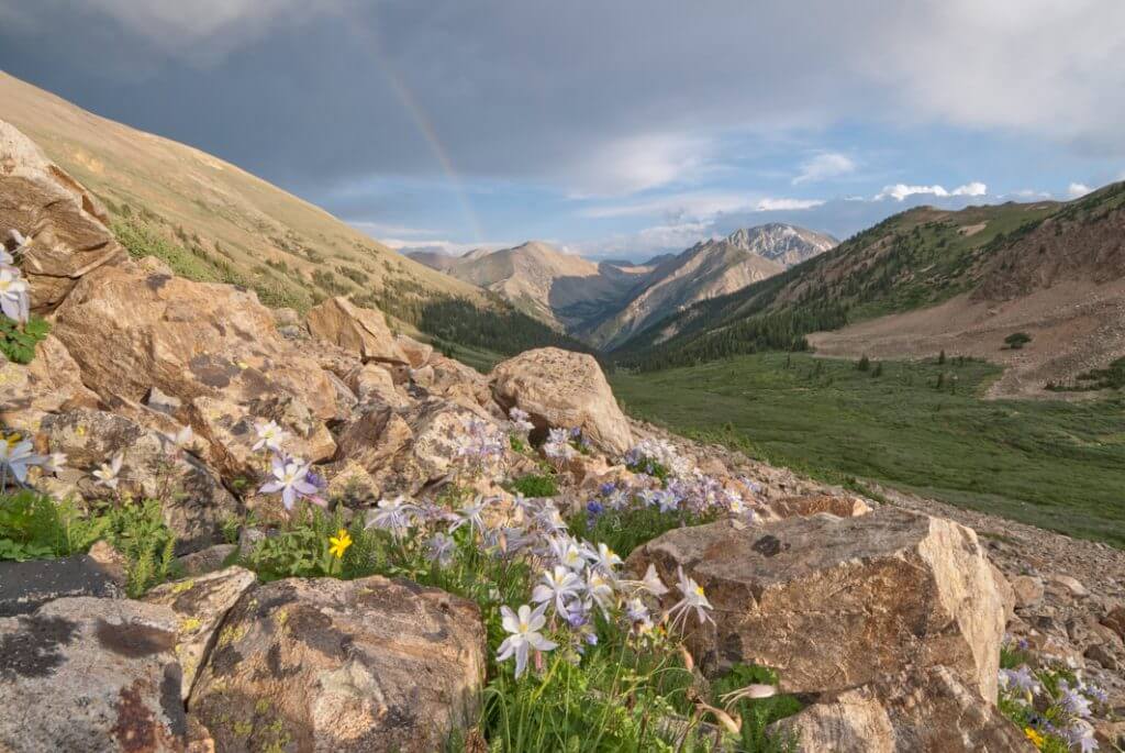 Columbine in the Sawatch Range