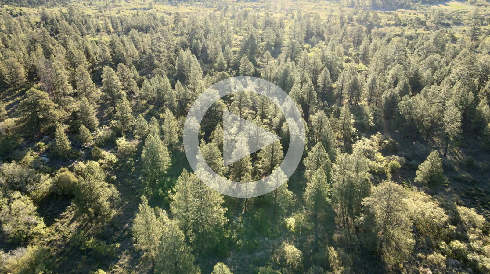 Cone Mountain Pine Forests